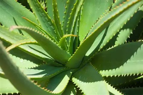 Babosa 1 Aloe vera
