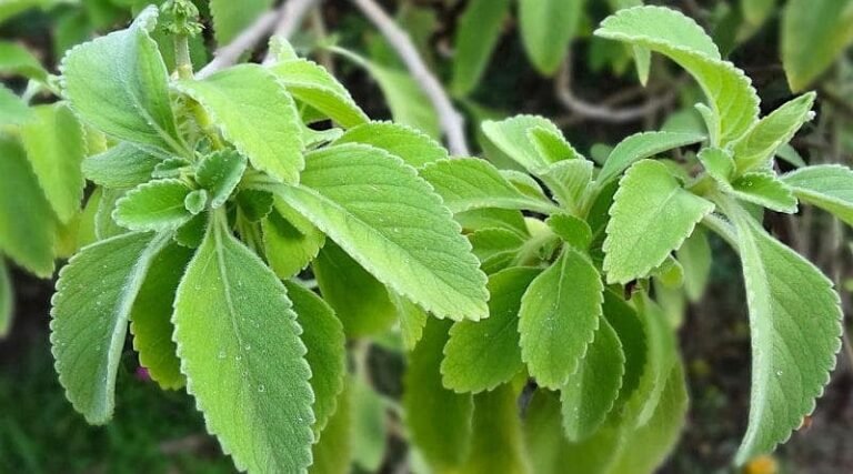 Boldo-de-jardim 4 Boldo de jardim (Plectranthus barbatus Andrews) com folhas
