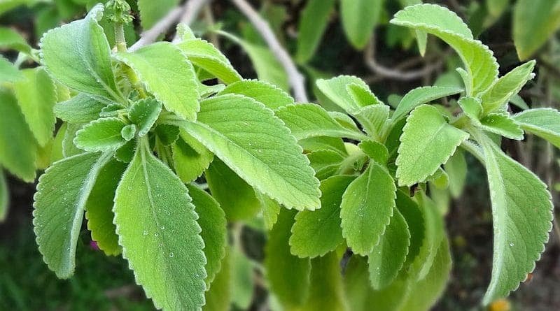 Boldo de jardim (Plectranthus barbatus Andrews) com folhas