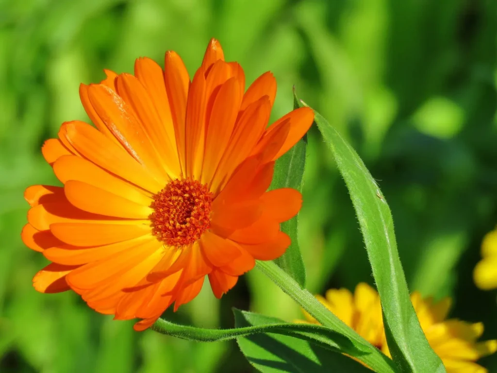 Calêndula 1 calendula