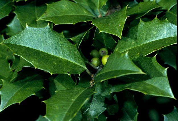 Espinheira-santa (Maytenus ilicifolia)