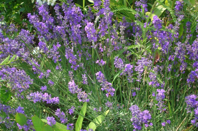 Flores de lavanda (Lavandula angustifolia)