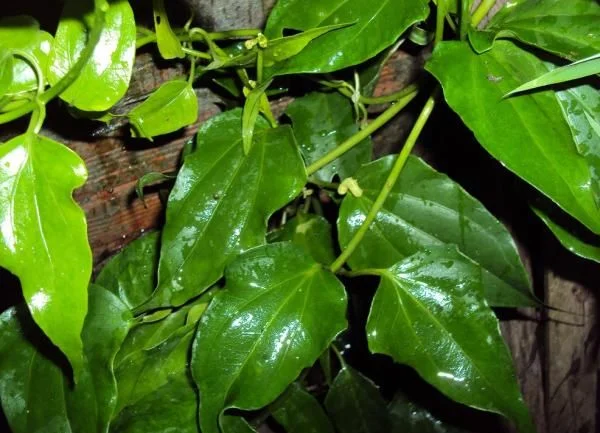 Guaco 1 Guaco (Mikania glomerata), planta medicinal