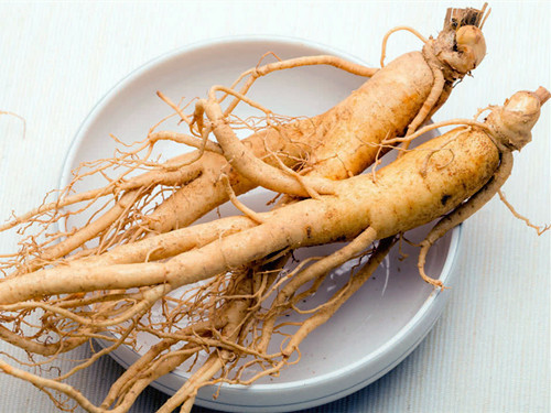 Panax ginseng 1 Panax ginseng, planta medicinal conhecida como ginseng coreano