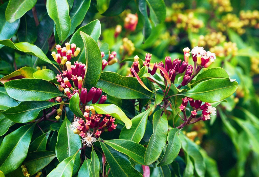 Cravo-da-índia (Syzygium aromaticum) com botões florais secos