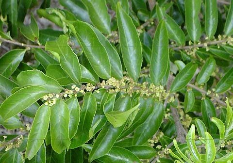 Guaçatonga 1 image 8