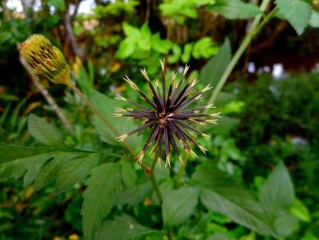 Picão-preto (Bidens pilosa L.) com folhas, caule e pequenas flores