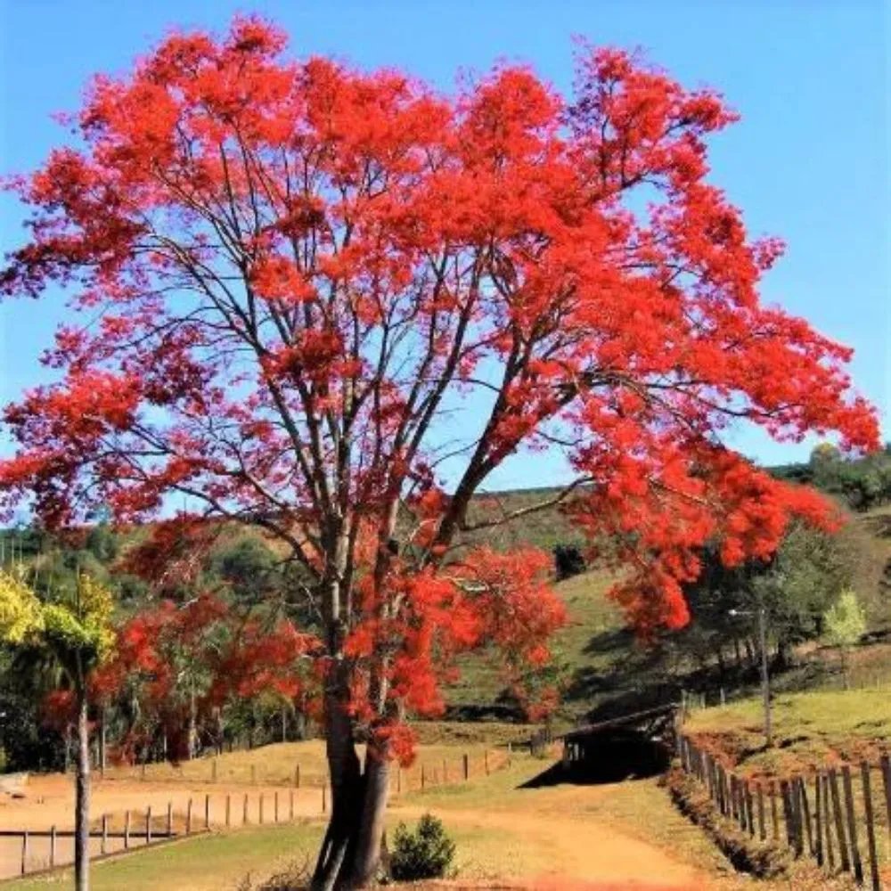 Mulungu 1 mulungu 2