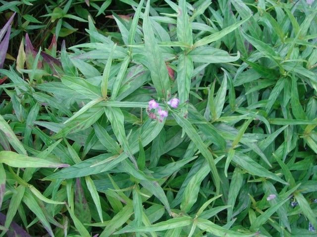 Anador 6 Justicia pectoralis Jacq. - anador, chambá, trevo-cumaru, planta medicinal de até 60 cm com aroma de baunilha