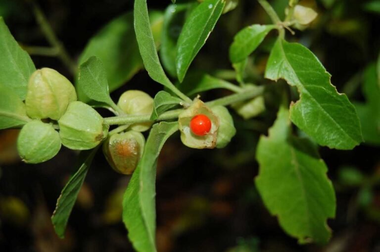 Ginseng indiano 5 Ginseng indiano