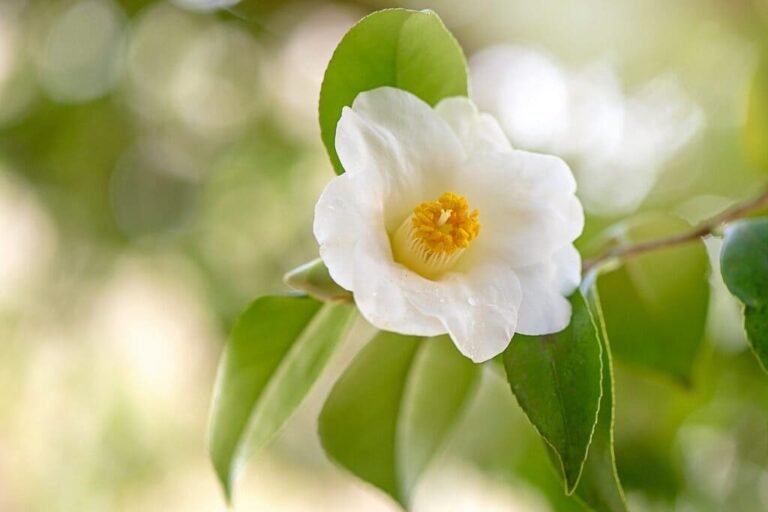 Chá verde 4 Folhas de Camellia sinensis (L.) Kuntze, planta do chá verde