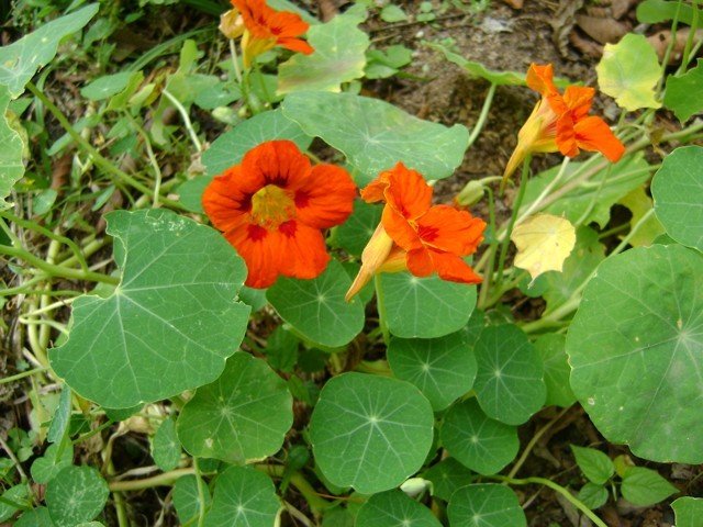 Flores e folhas de Tropaeolum majus L., capuchinha, nastúrcio