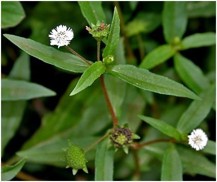 Erva-botão 4 Erva-botão (Eclipta prostrata), planta medicinal