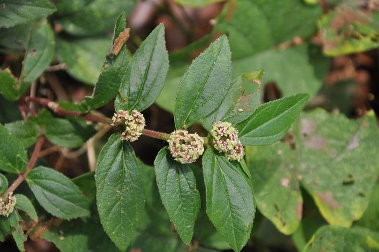 erva de santa luzia para que serve - planta Euphorbia hirta com folhas e flores