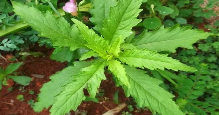 Erva de santa maria 6 Planta erva de santa maria Dysphania ambrosioides com folhas verdes e inflorescência