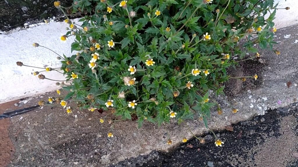 Erva-de-touro 1 Erva-de-touro (Tridax procumbens), planta medicinal