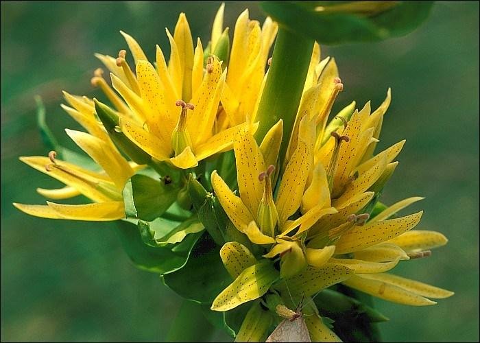Gensiana 5 Gensiana