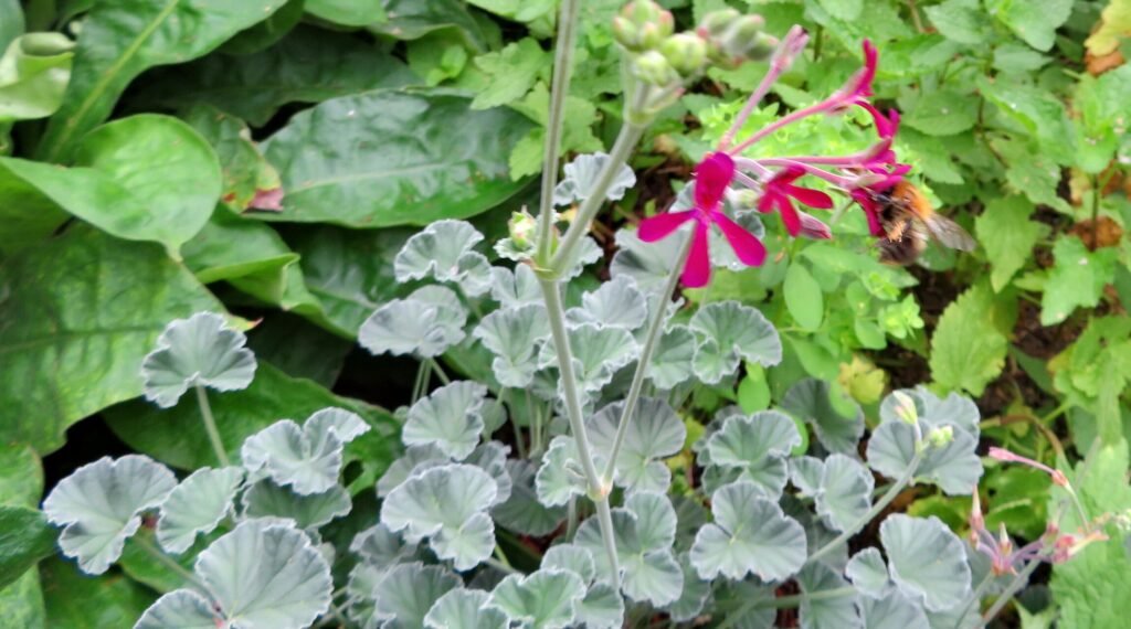 Gerânio 1 Pelargonium sidoides DC., gerânio-africano