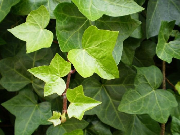 Hera 2 Folhas de Hedera helix L., a hera inglesa, planta usada em extrato padronizado de xarope infantil
