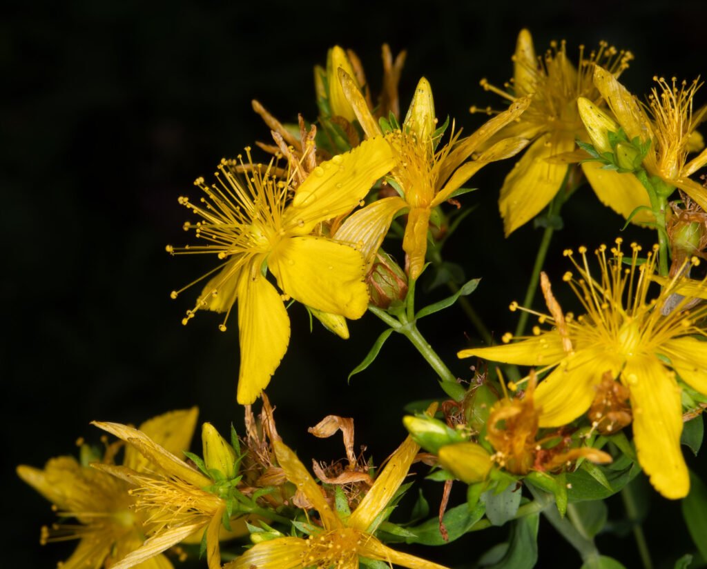 Flores amarelas de erva-de-são-joão - Hypericum perforatum L. - em ramo florido