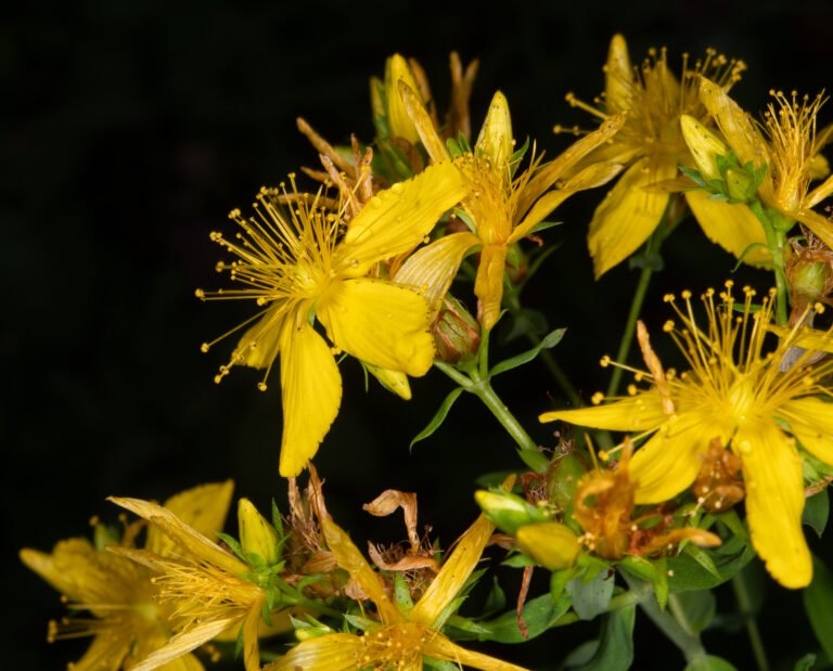Erva-de-São-João / Hipérico 4 Flores amarelas de erva-de-são-joão - Hypericum perforatum L. - em ramo florido