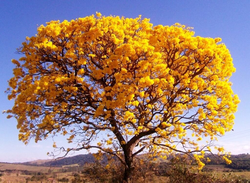 Ipê amarelo 1 IPE AMAREEELO