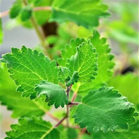 Falsa mirra 3 Folhas aromáticas de falsa mirra Tetradenia riparia (Hochst.) Codd