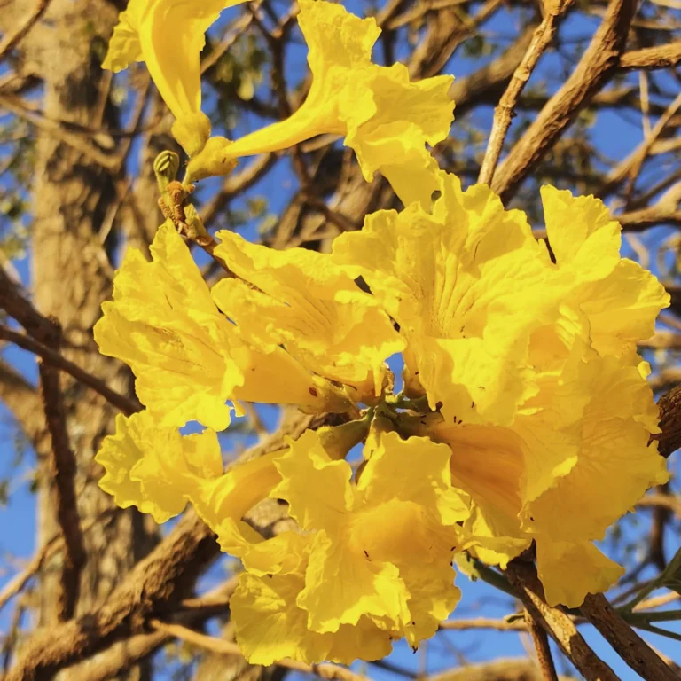 Ipê amarelo