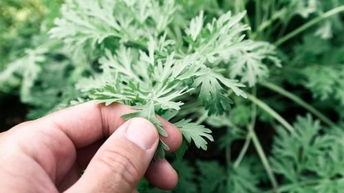 Losna 3 Folhas acinzentadas e recortadas de losna - Artemisia absinthium L. - em planta arbustiva