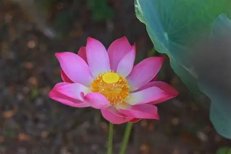 Lótus 3 Sementes de lótus Nelumbo nucifera Gaertn. e flor rosa aberta sobre lago