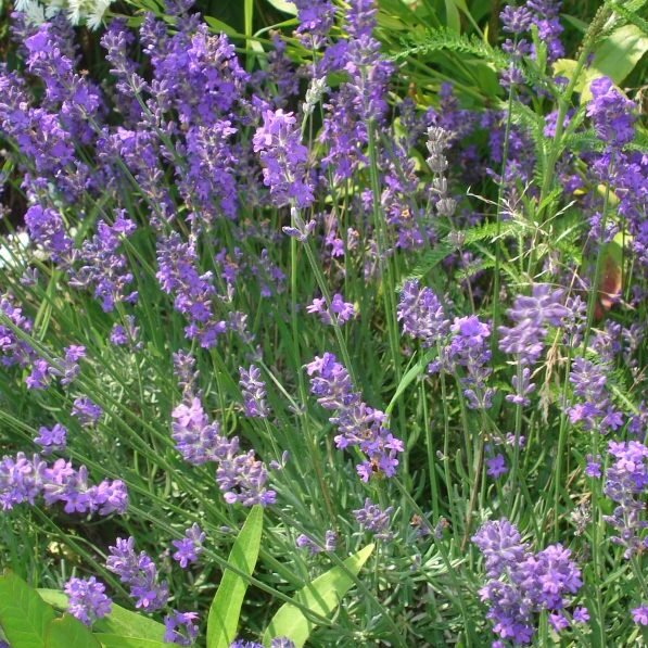 Insônia: A ciência da fitoterapia no combate a insônia 5 Lavanda 2 edited