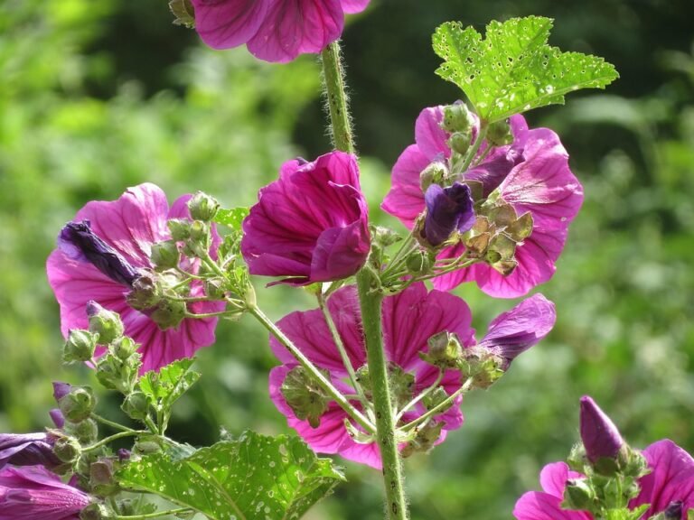Malva 6 Folhas e flores de malva Malva sylvestris L. para chá