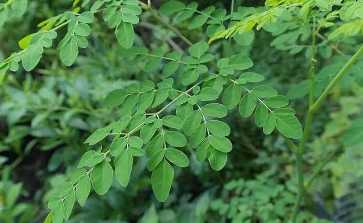 Moringa 3 Moringa (Moringa oleifera), planta medicinal