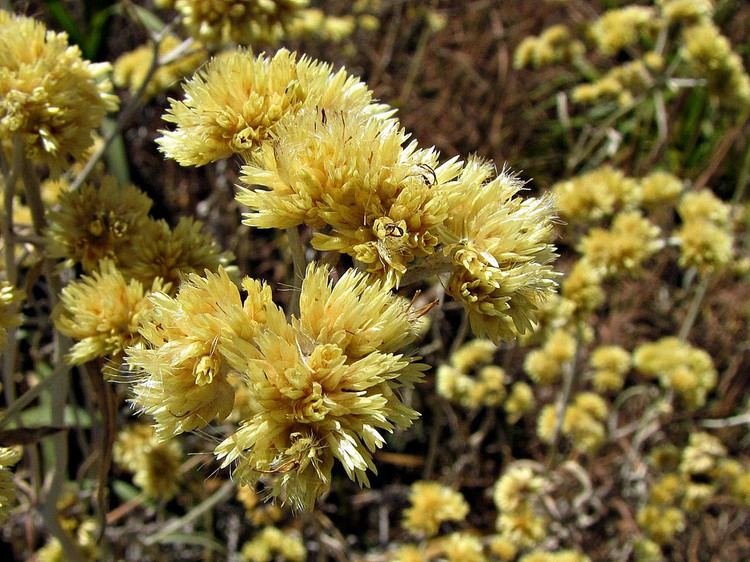 Macela 4 Macela (Achyrocline satureioides (Lam.) DC.), planta da família Asteraceae com pequenas inflorescências amareladas.