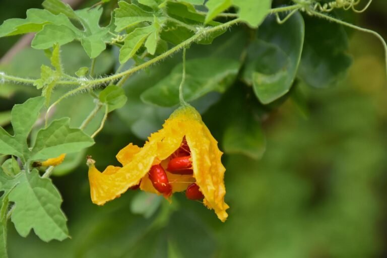 Melão-de-são-caetano 2 Melão-de-são-caetano (Momordica charantia L.), planta trepadeira com folhas verdes e fruto alongado de superfície irregular.