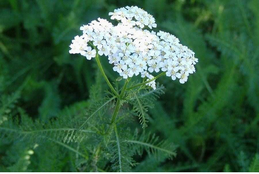 Flores brancas de Aquileia Achillea millefolium L., a mil-folhas ou mil em rama