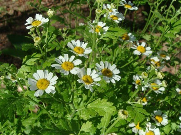 Olguinha 2 Tanaceto para que serve: planta Tanacetum parthenium em floração