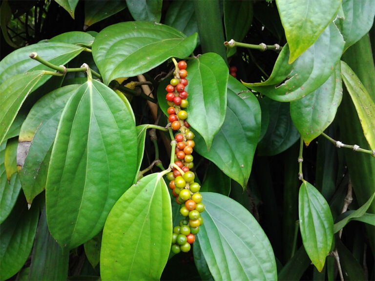 Pimenta-preta 7 Pimenta-preta (Piper nigrum L.), frutos secos inteiros e moídos.