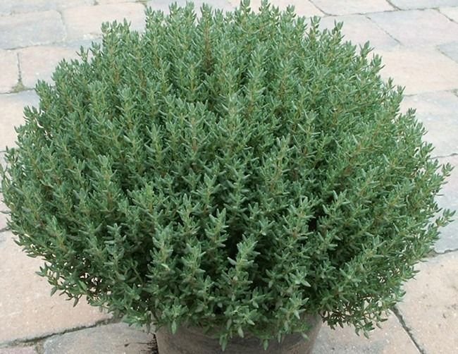 Tomilho 6 Tomilho (Thymus vulgaris L.), subarbusto aromático com folhas pequenas e verdes e flores delicadas.