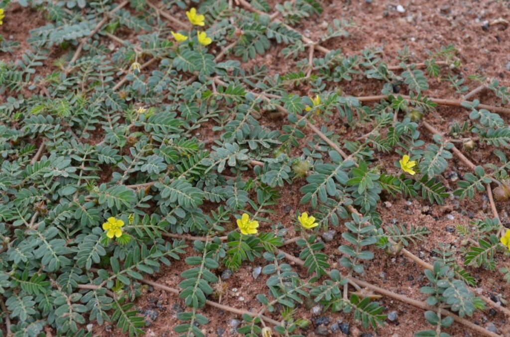 Tribulus terrestris L. em floração