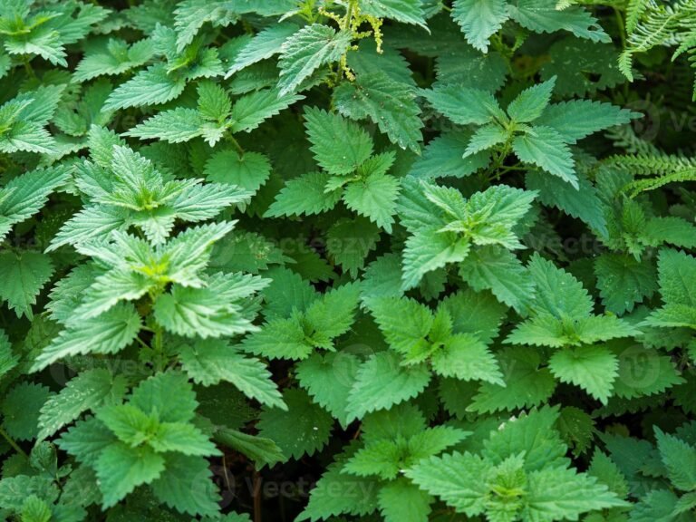 Urtiga 5 Urtiga (Urtica dioica L.)