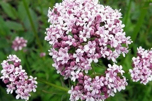 Valeriana 6 Valeriana officinalis, planta medicinal usada tradicionalmente para relaxamento e sono