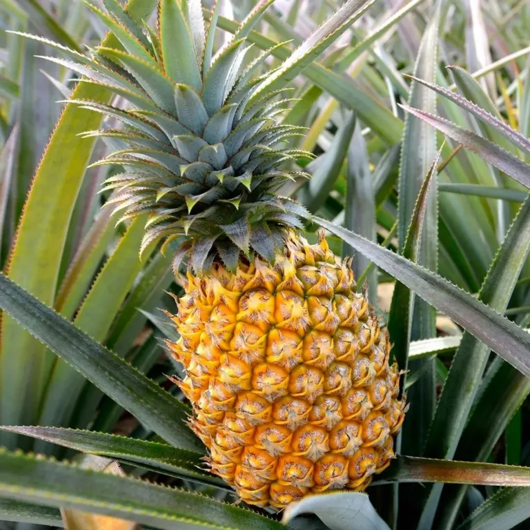 Abacaxi 2 Abacaxi