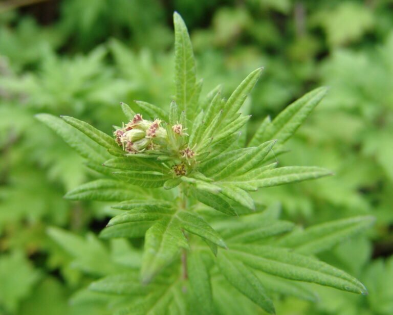 Artemísia 6 Artemisia vulgaris L., conhecida como artemísia vulgaris, com folhas verdes recortadas e inflorescências com flores pequenas.