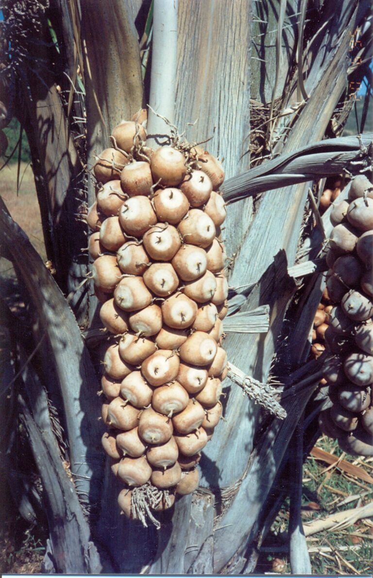 Babaçu 10 Babaçu (Attalea speciosa Mart.) com frutos