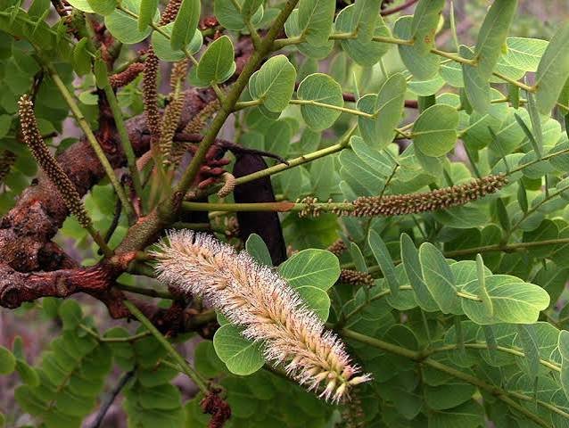 Barbatimão 5 Barbatimão (Stryphnodendron adstringens), planta nativa do Brasil com folhas compostas e flores em espigas.