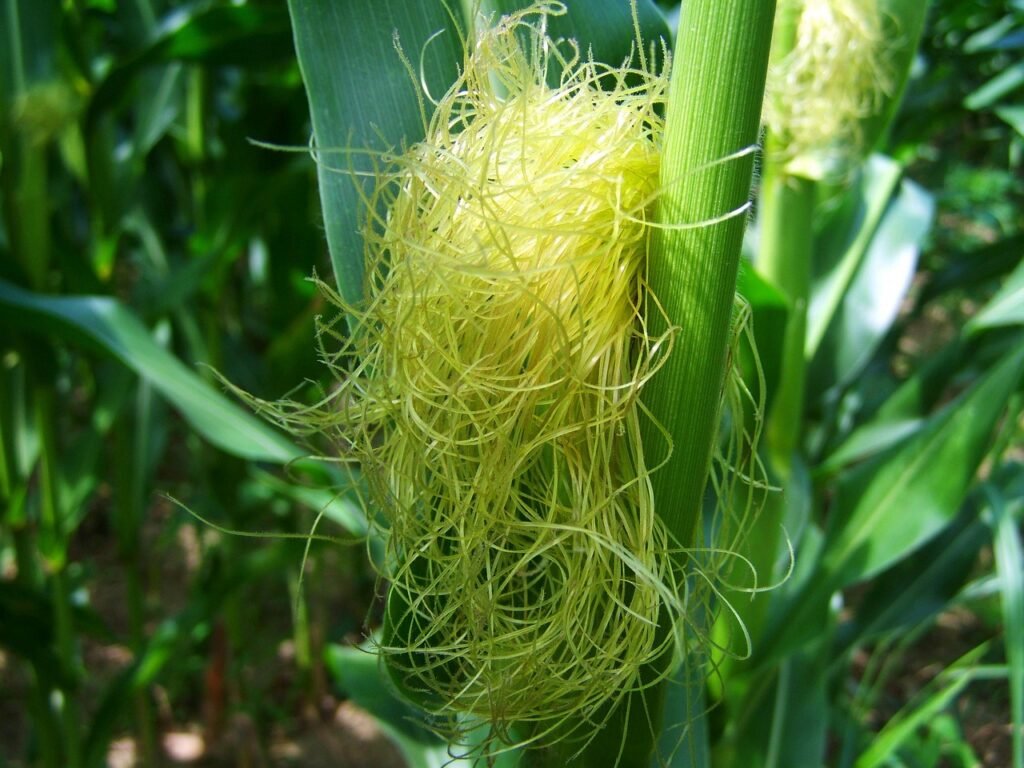Cabelo de milho 1 Cabelo de milho (Zea mays L.) na espiga