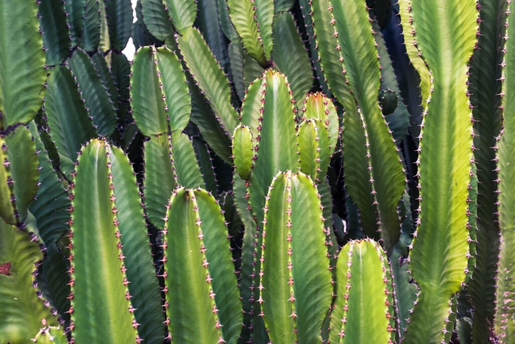 Selenicereus grandiflorus 