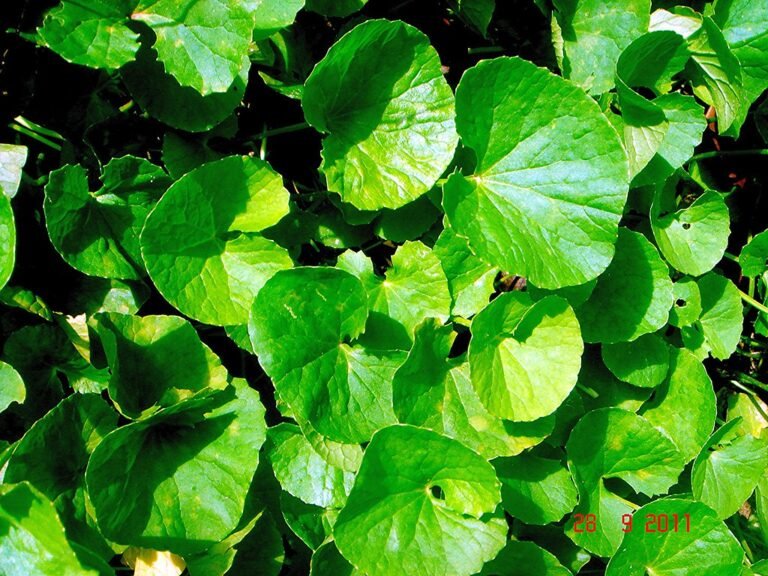 Centella asiática 7 Centella asiatica (L.) Urb. - centella asiática, gotu kola, planta herbácea de folhas arredondadas em forma de rim