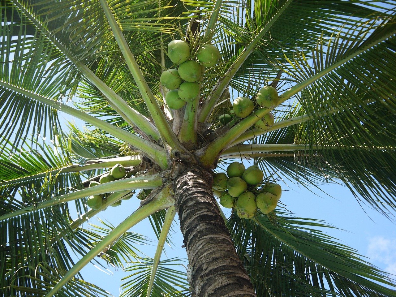 Coco 1 Fruto do coqueiro - Cocos nucifera L. - coco verde com água e polpa